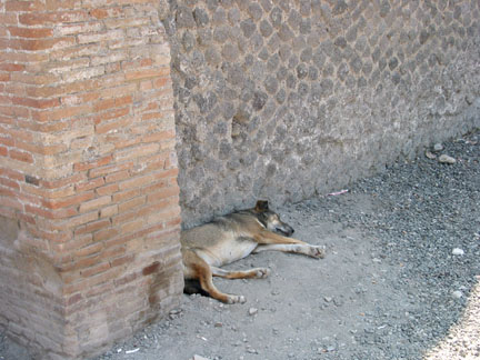 Dogs Of Pompeii